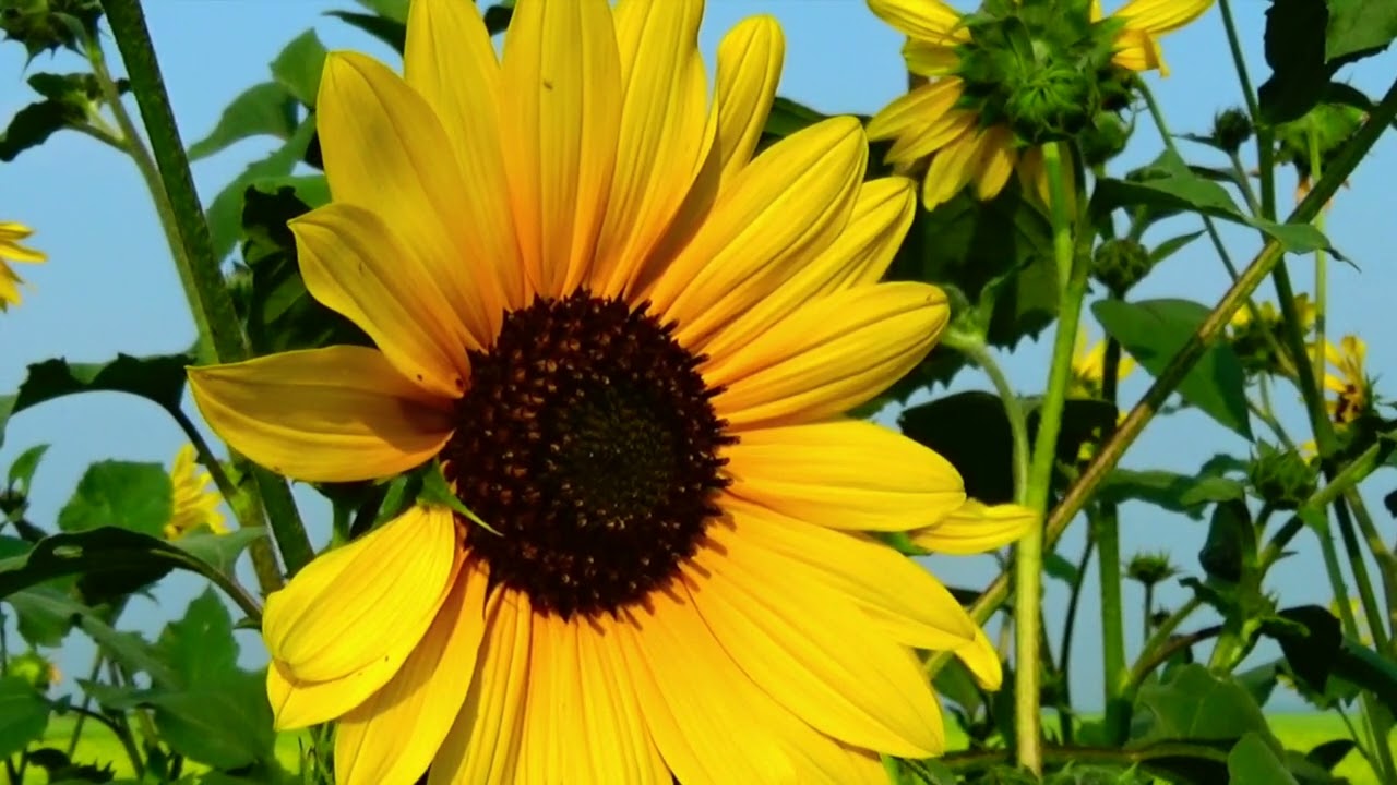 HEALING GARDEN AMBIENCE - Deep healing Nature Sounds for the Spirit | YIMM.art