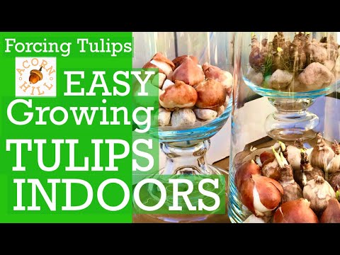 TULIP BULBS.Forcing Tulips Indoors.Grow Bulbs Indoors Bulb Forcing.How Make Tulips Bloom Indoors