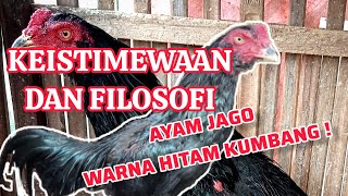 Keistimewaan Ayam Jago Hitam Kumbang !!