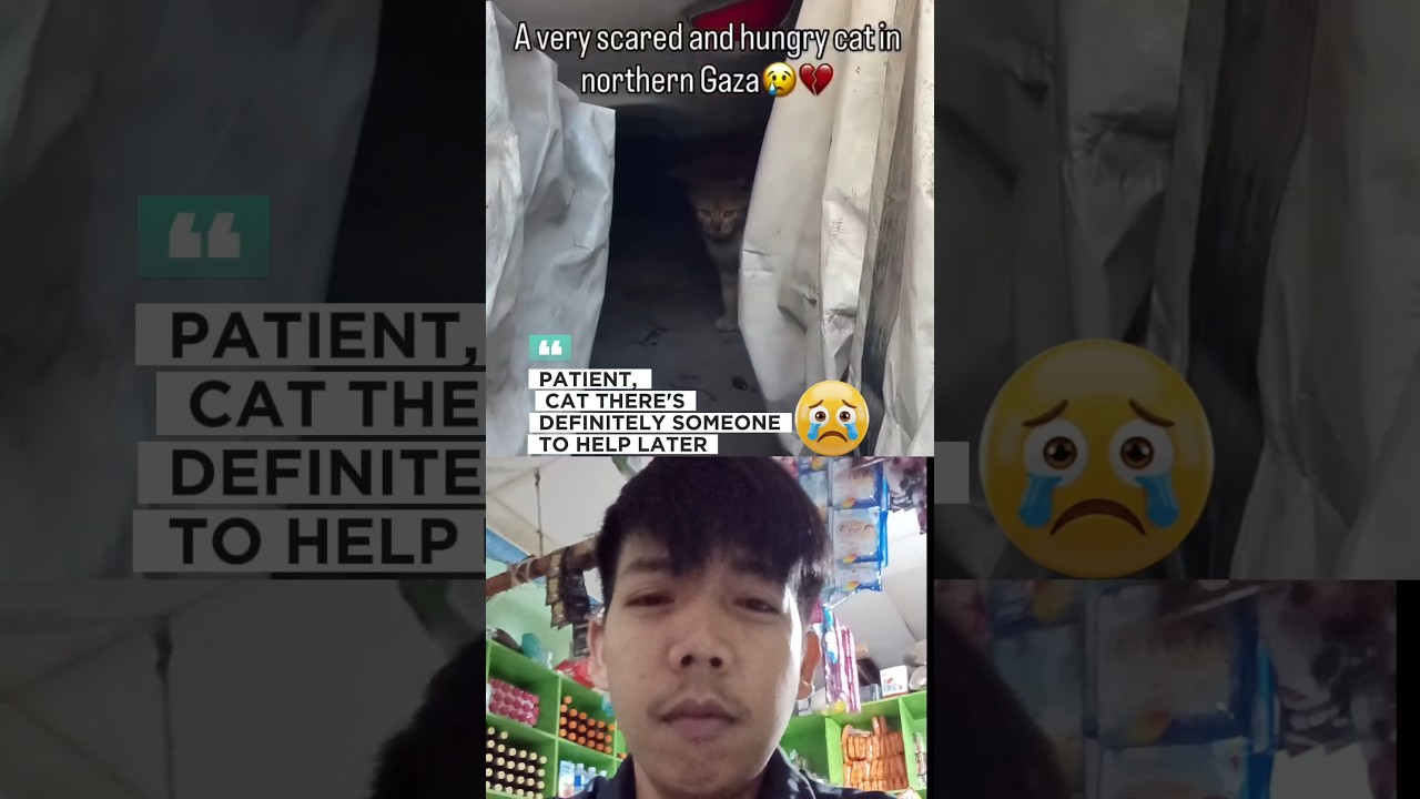 CATSAD GAZA PALESTINA 🇯🇴