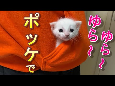 寝てくれない生後21日目の赤ちゃん猫をポッケに入れてユラユラ揺らして寝かせてみた【保護猫】
