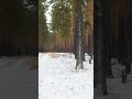 Лесные тропы, первый снег
