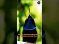 ✨‼️Splendid Bird-of-Paradise, Warbler, Pitta, Gan-gang Cockatoo, Yellow-helmeted Honeyeater, etc.‼️✨