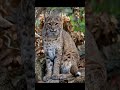 Bobcat (Red Lynx)  || Descriptions and Facts!