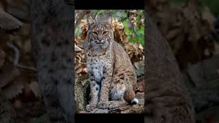 Bobcat (Red Lynx)  || Descriptions and Facts!