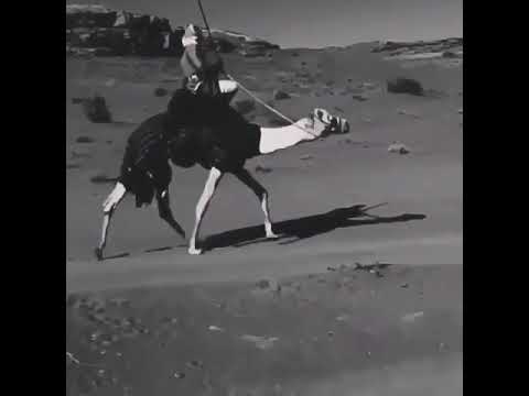 بالله يأهل الهجن معكم تشيلوني ولا سلامي