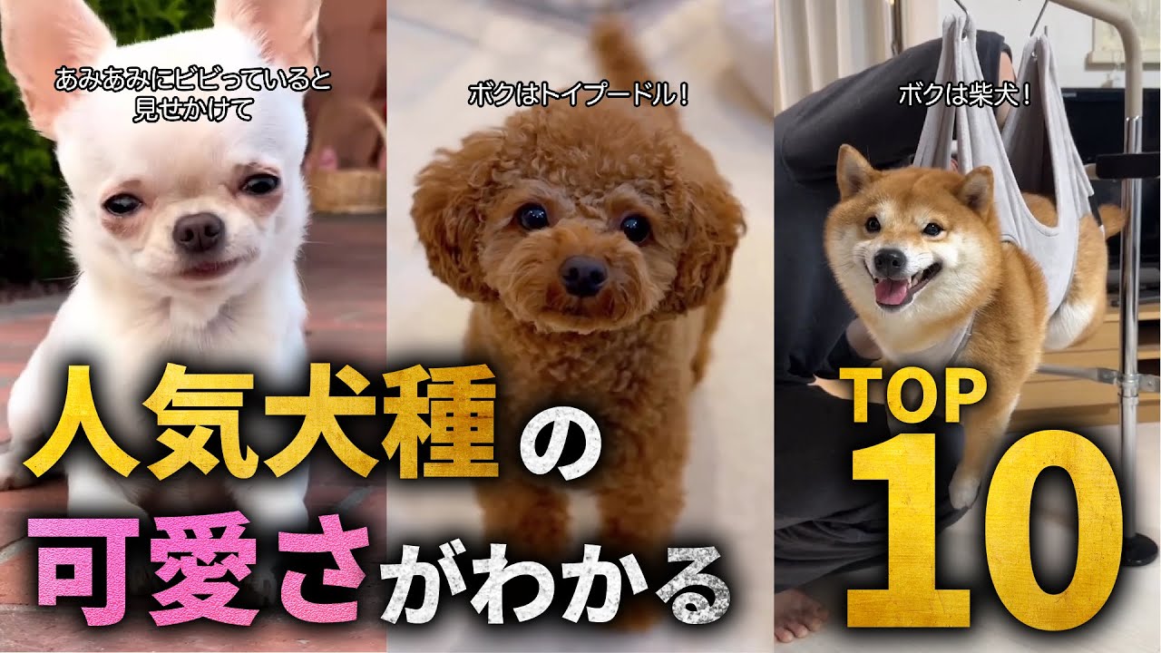 【全員可愛】人気犬種TOP10の可愛さがわかる解説 - YouTube