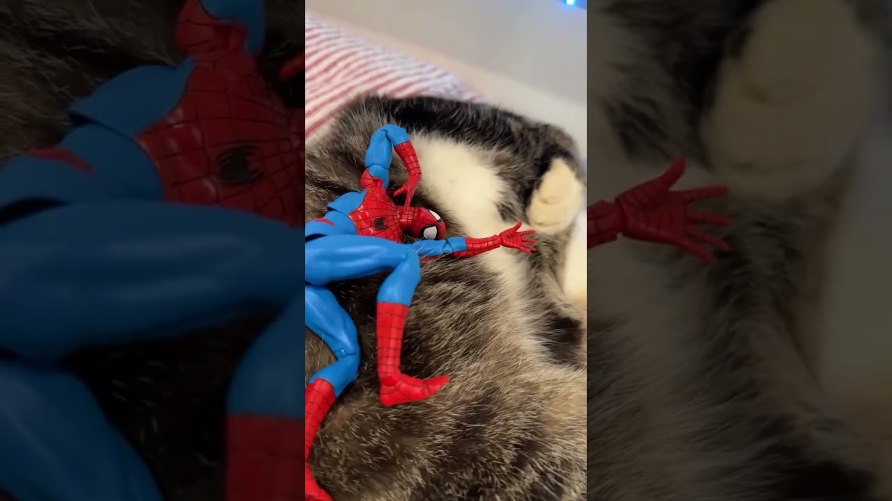 Laugh 😂 Funny Videos || Funny Cats 