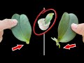 Only garlic! The orchid immediately grew thousands of roots and flowers