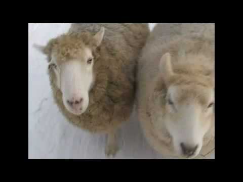 Cute pet sheep going for a walk