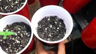 Tsg probation grow