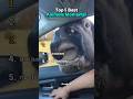 Ranking Funniest Animals Moments 🐮🐕 #ranked #funny #animals