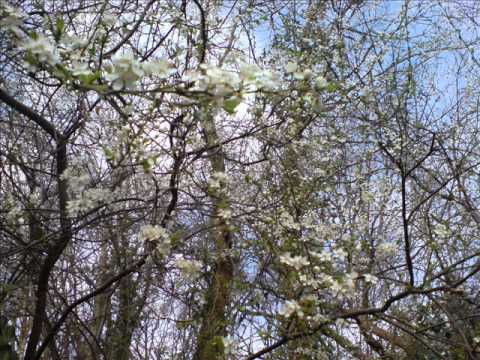 Concerto for Chamber ensemble by G Brinch contemporary art ตัวอย่าง