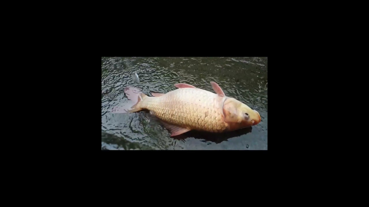 Golden American Fish