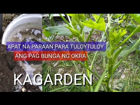 APAT NA PARAAN PAANO MAPAG TULOY TULOY ANG BUNGA NG OKRA @KAGARDEN