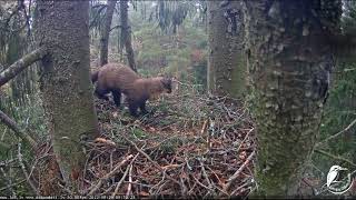 Cauna mazo ērgļu ligzdā / Marten in the nest of little eagles Zemgale, Latvia