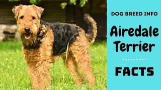 airedale terrier intelligence