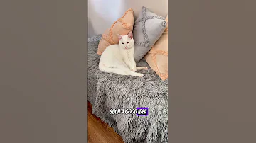 Just Thinking Catlovers Funnycat Shorts 