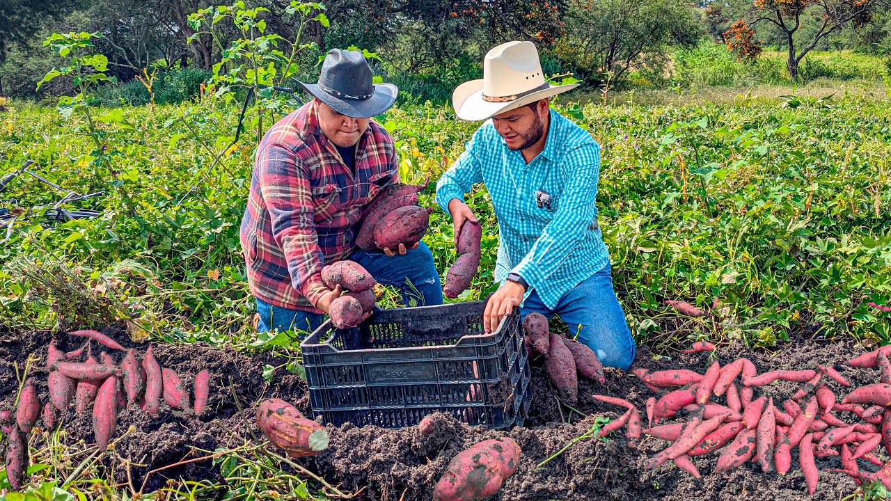 Así es la vida de Rancho | Cosechando 1 Tonelada de Camote