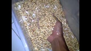 Cara meracik pakan untuk sang jawara kicau mania mantap (C'R canary bird)