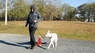 Orpheus completes his Basic Obedience Training
