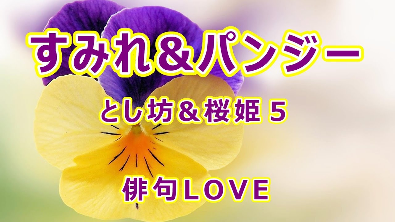 21年4月24日 菫 パンジー とし坊 桜姫５ 俳句love 春の季語 Youtube