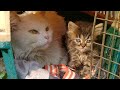 Unlikely love the heartwarming bond between a playful kitten and an introverted father