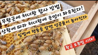 토종벌 처녀왕 합사는 봉군  상황을 알고 하자!