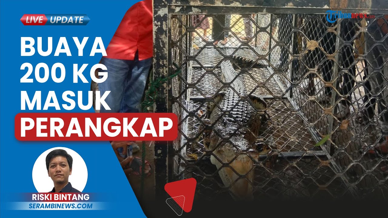 Buaya 200 Kg Pemangsa Warga Masuk Perangkap BKSDA Aceh Jaya, Ada Potongan Tubuh di Sekitar Lokasi