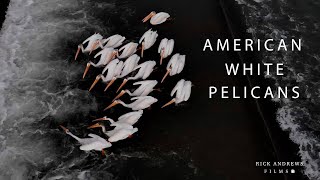 American White Pelicans