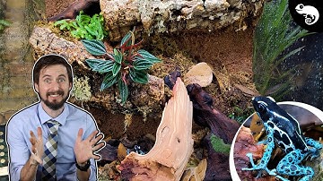 Beautiful, Bioactive, Multilevel Dart Frog Vivarium Build! A Slice Of Paradise In Your Home.