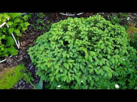 Ель европейская карликовая (лат. Picea abies) Nidiformis