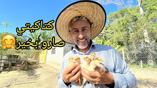 تربية الدجاج البلدي 🐥 المرحلة 2 من الإحتراف في تربية الدجاج (( الكتاكيت )) 1