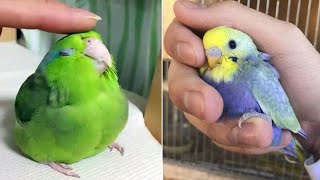 Smart And Funny Parrots Parrot Talking Videos Compilation (2023) - Cute Birds #32