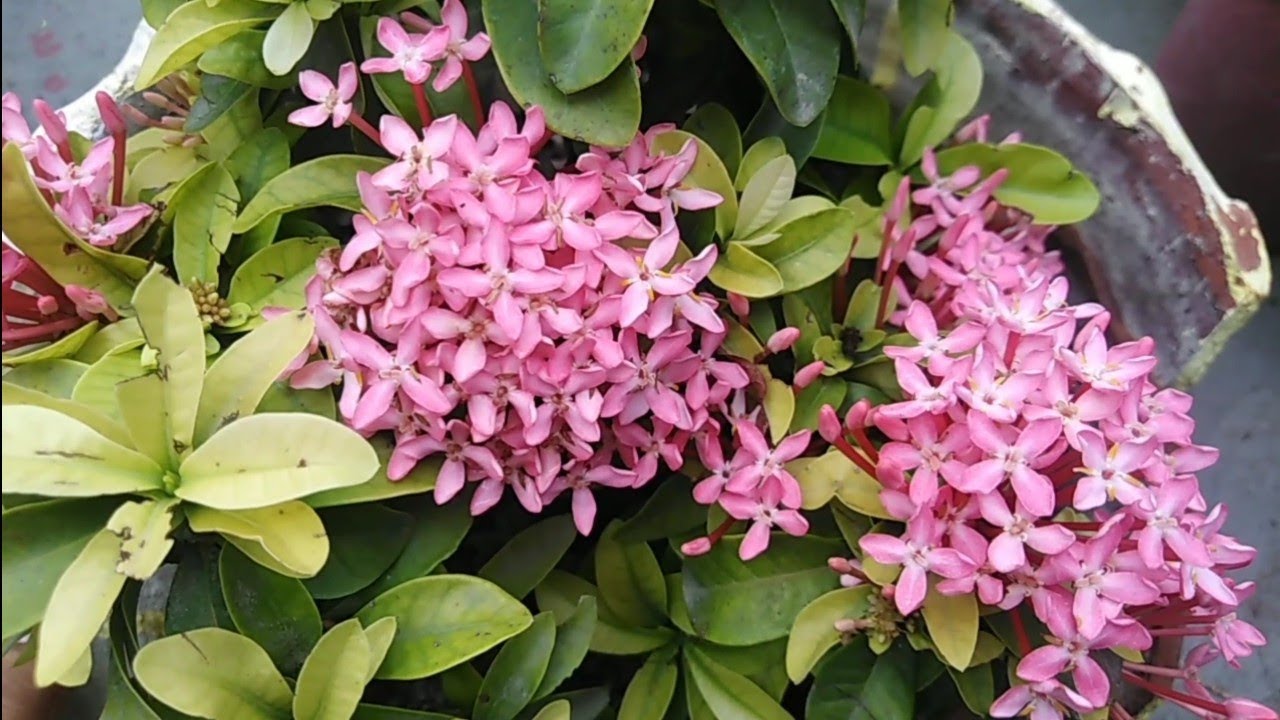 Ixora plant care 🌸how to care Ixora flowers plant 🌼 YouTube