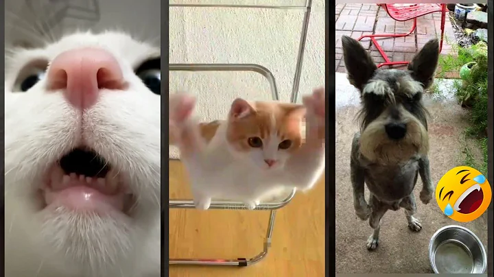 Video 11159091: funny cat talking, cat funny popular, funny cat live, cats catch, funnycats