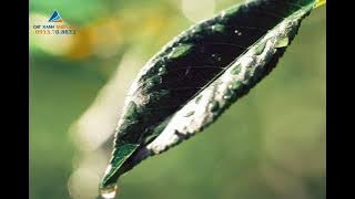 Chung Cư Lumi Hà Nội | Chủ Đầu Tư Capitaland - Đường Đại lộ Thăng Long | Lâm Vũ - Đất Xanh Miền Bắc