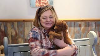 Deb's Doodles Goldendoodles Ruby 1-2021 Gray Boy