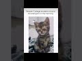 Not only college students but all students #cat #studytips #viral #shorts