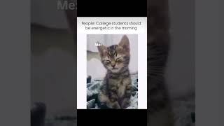 Not only college students but all students #cat #studytips #viral #shorts