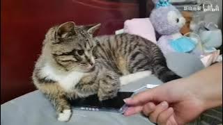 Si Xiao Yumeng Pinellias daily lifeWhat bad thoughts can a kitten have It just has its life philos.