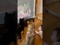 赤ちゃんの部屋で謎の生物と遭遇してしまう柴犬