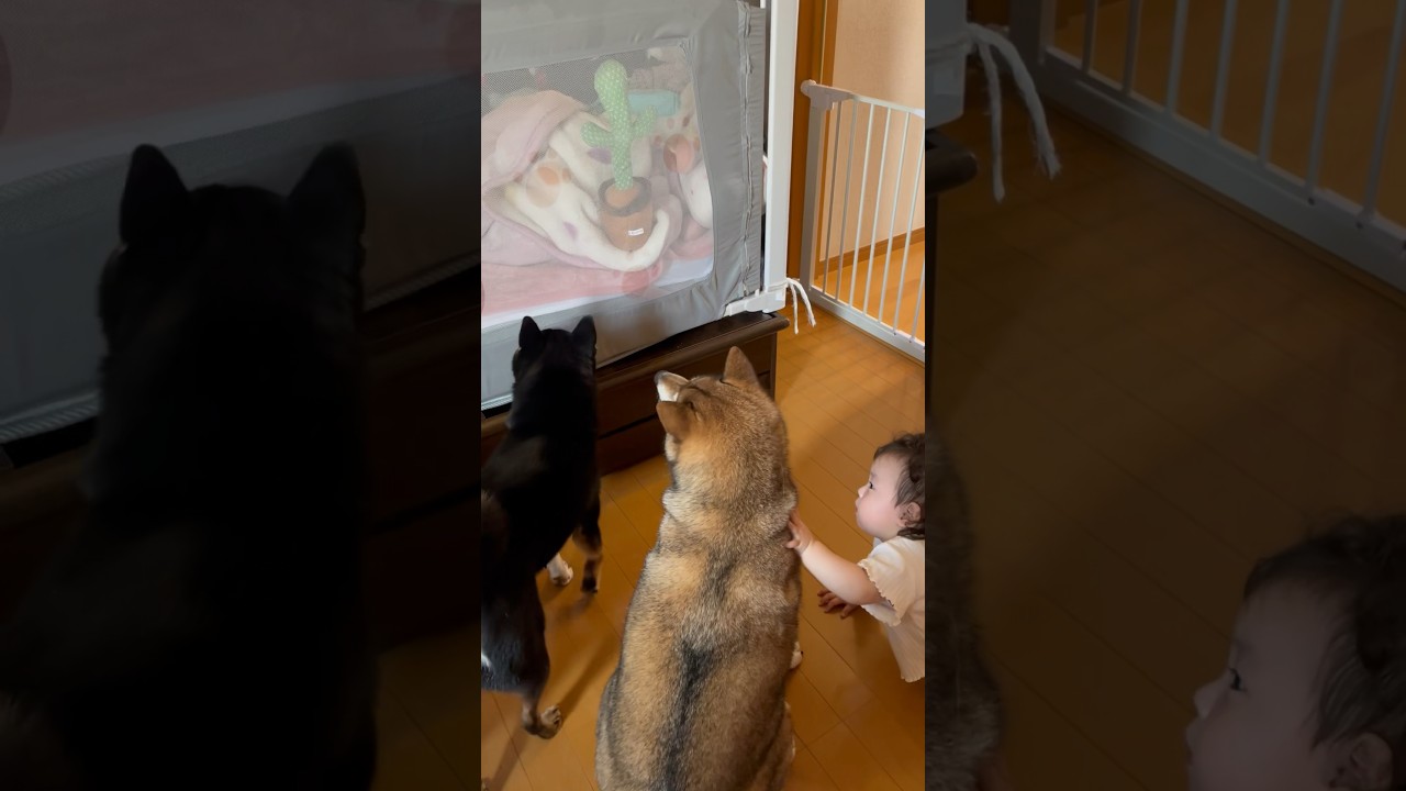 赤ちゃんの部屋で謎の生物と遭遇してしまう柴犬