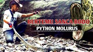 Bertemu piton sanca bodo lumayan besar (PYTHON MOLURUS)