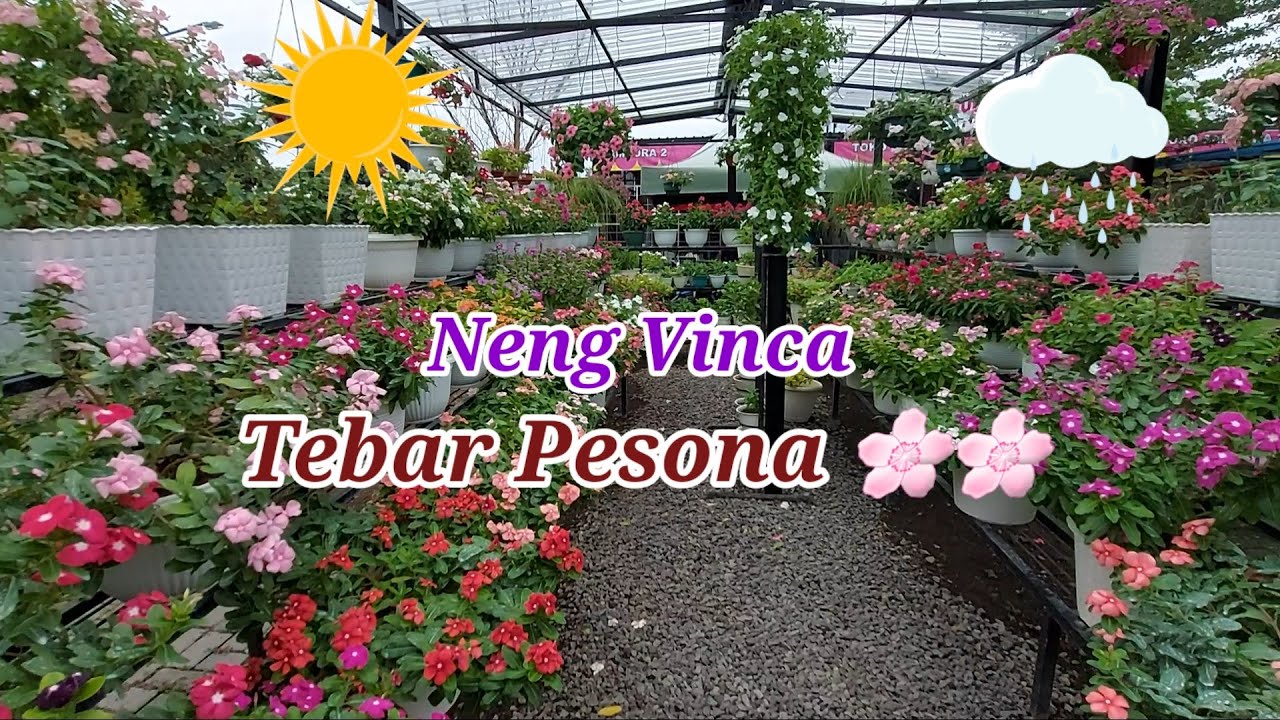 Vinca Manja VS Vinca Bandel