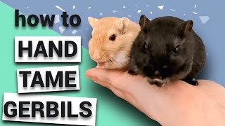 Struggling to hand tame your gerbils? Try this!