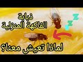 ذبابة المطبخ ذبابة الفاكهة الصغيرة لماذا تعيش معنا