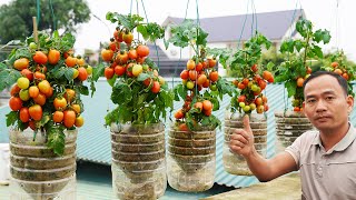 Try This Method, You Will Be Surprised At How To Grow Tomatoes In Plastic Bottles