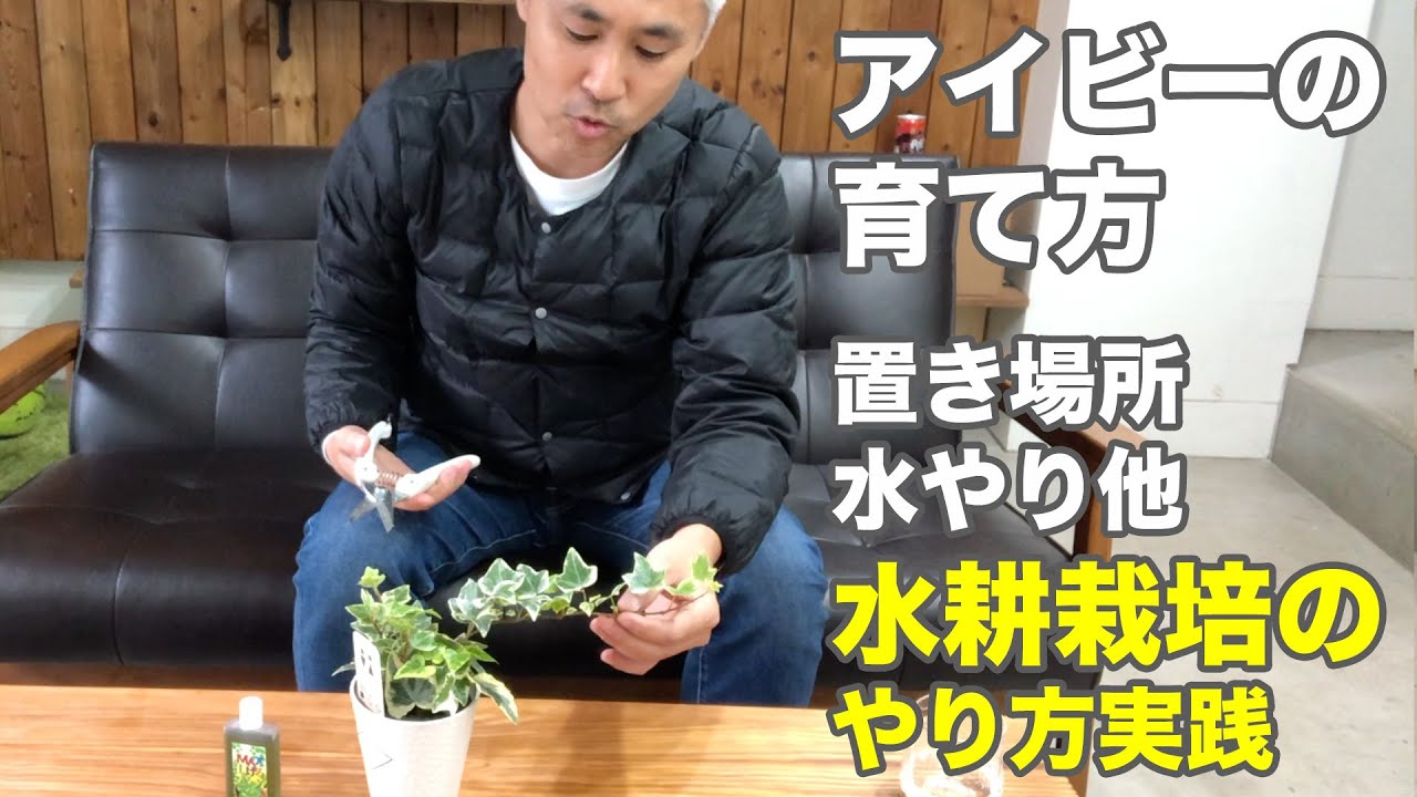 観葉植物 Gardeniwa