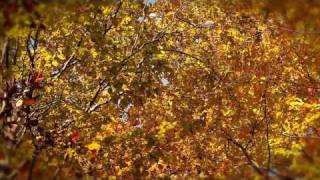 Change of Colours - Natural Power